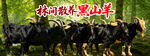 黑山羊