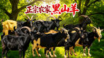 黑山羊