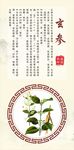 浙八味玄参 道地药材