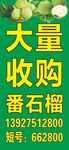 大量收购番石榴广告