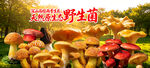 野生菌