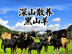 农家黑山羊