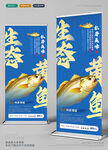 大黄鱼展架