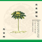 中药鬼督邮