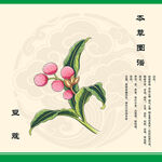 豆蔻本草纲目