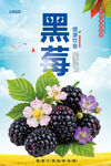 黑莓