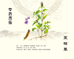 夏枯草植物展示图