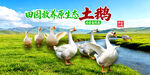 农家土鹅
