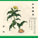传统草药三七田七金不换