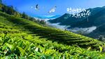 梯田茶山