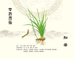 中药材知母植株展示