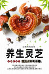灵芝