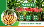 生姜海报
