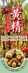 黄精