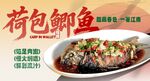 荷包鲫鱼 