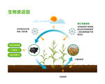 生物炭改善植物生长过程