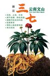 三七
