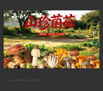 野生菌