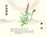 黄芩中药黄岑