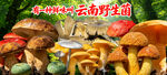野生菌广告  