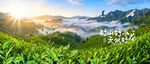 茶山