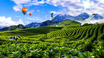 茶山