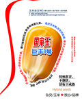 玉米种子
