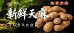 天麻  