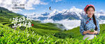 茶山