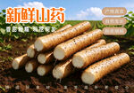 新鲜山药宣传图