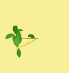 桂花