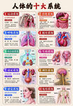 人体十大系统科普挂图