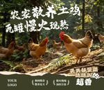 散养鸡海报
