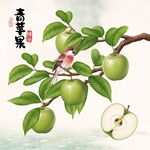 青苹果