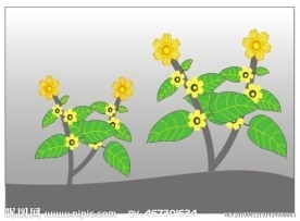 绿叶 红花 向日葵