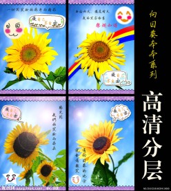 向日葵高清本本系列