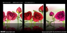 无框画 玫瑰花