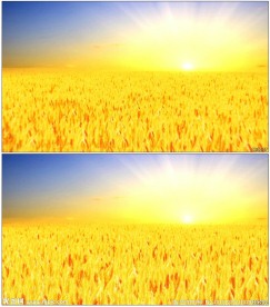 丰收麦田金色阳光视频