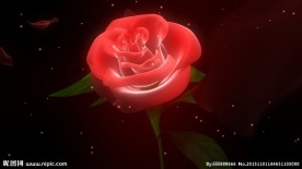 玫瑰旋转花瓣飘落视频