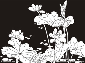 荷花 荷塘 莲花