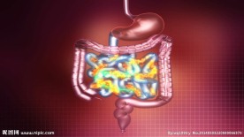 全身循环肠胃排油脂