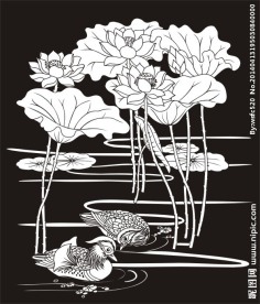 荷花鸳鸯 鸳鸯 荷花