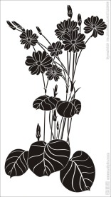 水仙花 花草简图