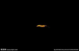 蝴蝶飞舞（透明通道素