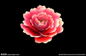 牡丹花开放（带通道）