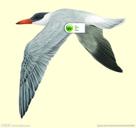 红嘴巨鸥