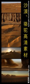 沙漠骆驼实拍素材