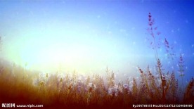 唯美蒲公英舞台视频素