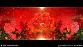 ED系列华贵牡丹