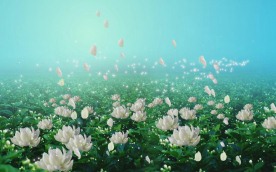 遍地茉莉花开花绽放